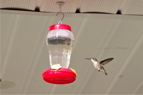 Humming Bird