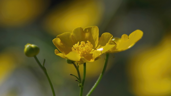 Just a buttercup.