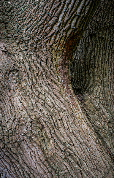 Old Oak Tree