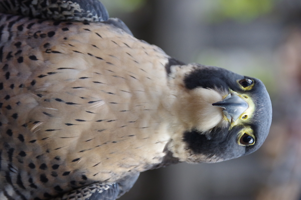 Peregrine Falcon