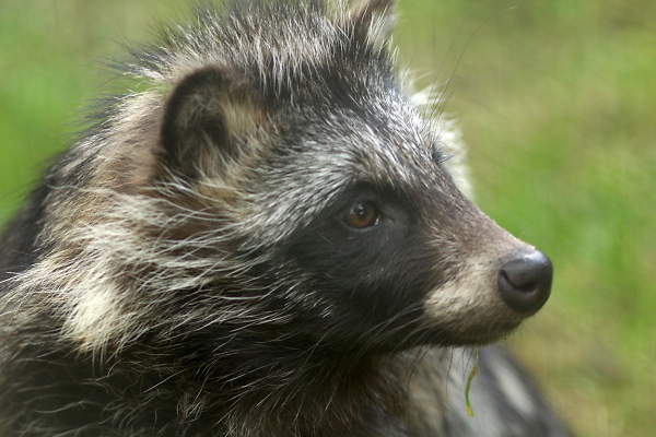 Raccoon Dog