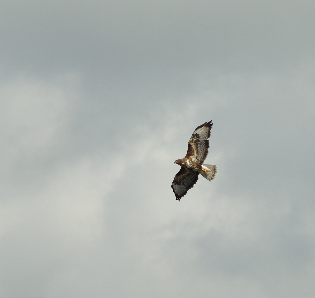 Buzzard Over the Dee