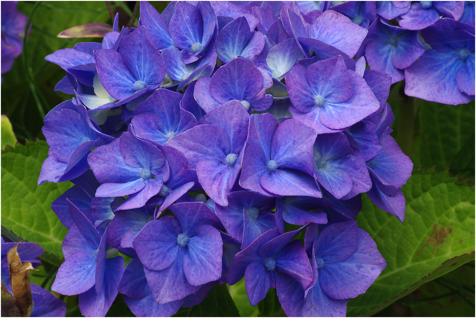 Hydrangea