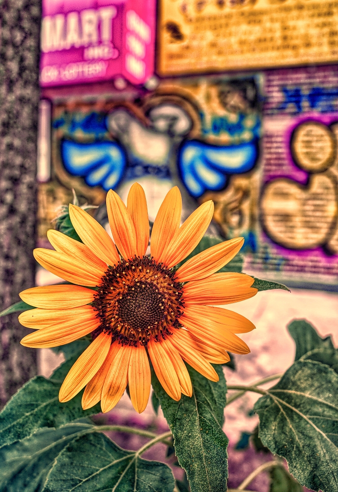 Sunflower in the city