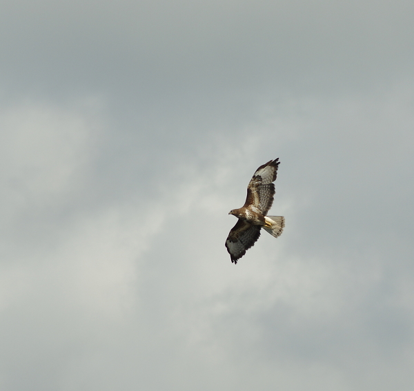 Buzzard Over the Dee