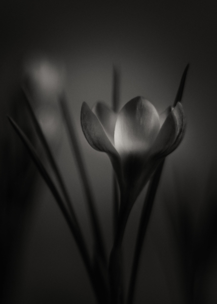 Crocus