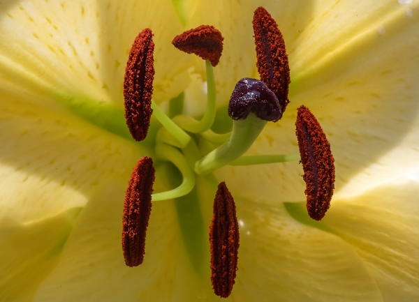 Lillies are out
