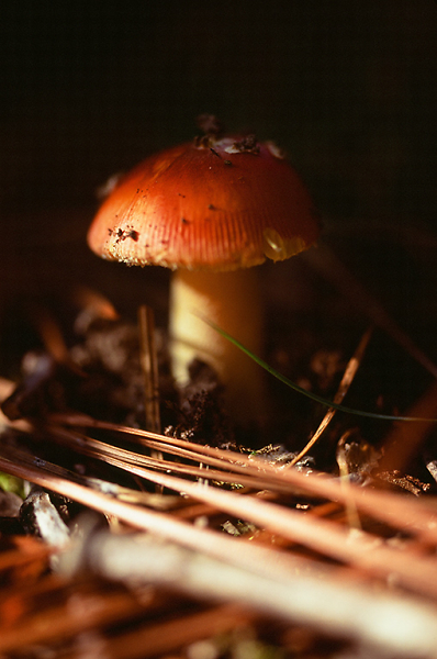 Mushroom with Pine Needles