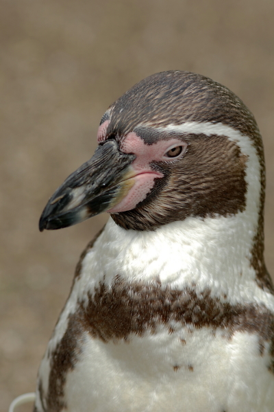Penguin Portrait