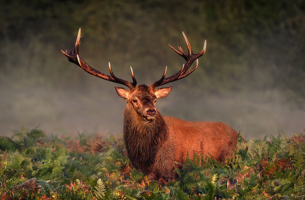 Stag in morning mist