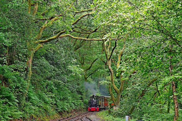Steam in a woodland setting