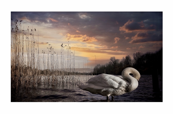Swan River
