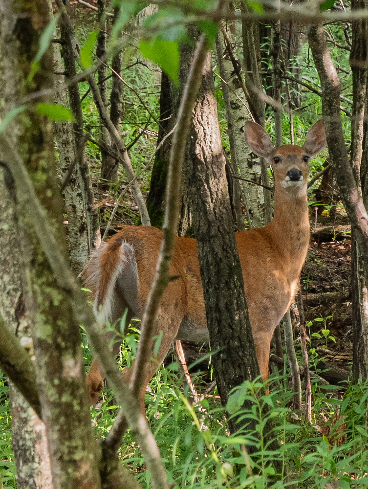 Deer Me