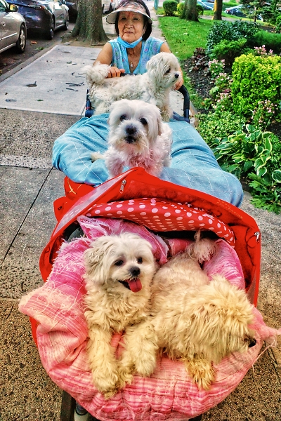 Dogs out for walk