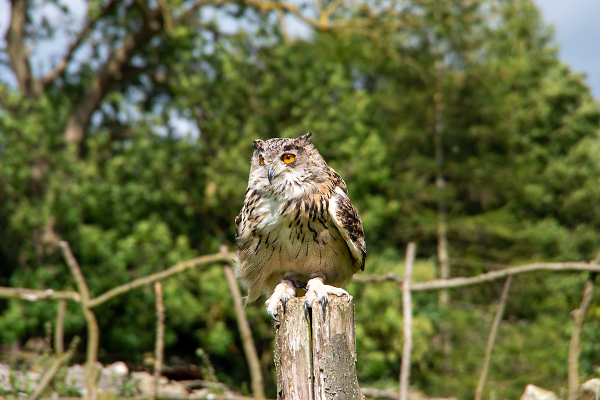 Eagle Owl