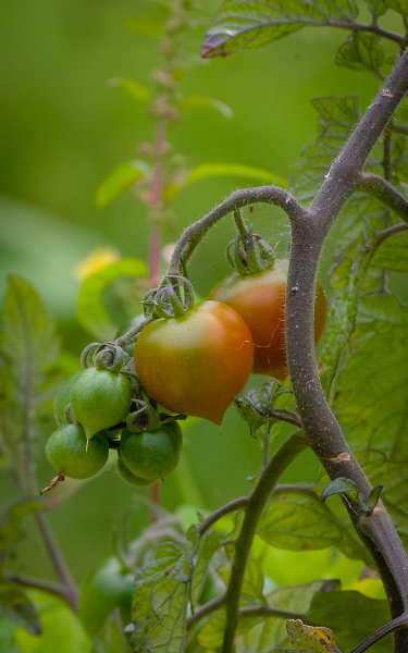 How does your your garden grow