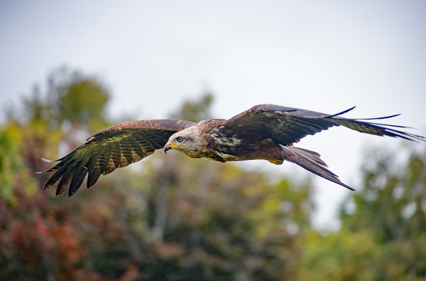 Kite in Flight