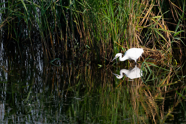 Little Egret on the hunt