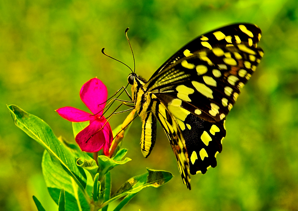 Nectar Gathering