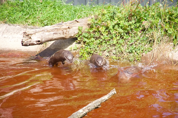 Otters at Play