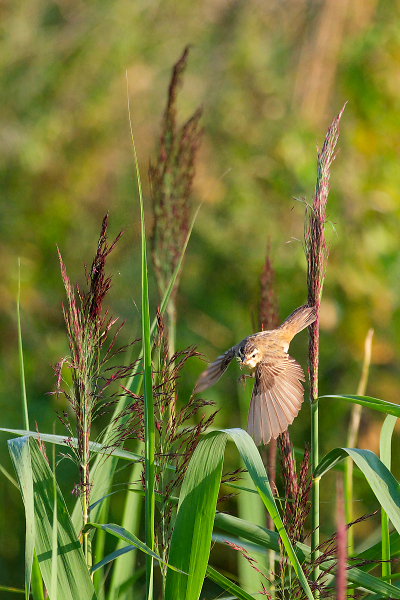 Reed Warbler looking for breakfast