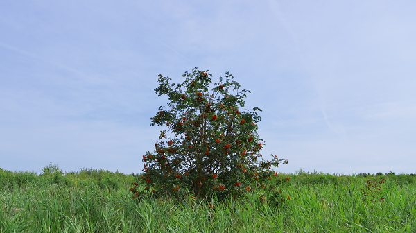 Rowan tree in wetland.