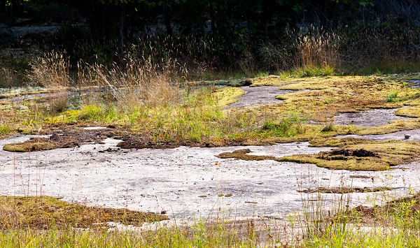 Typical Grass-Covered Rock Along Georgian Bay Shorelines