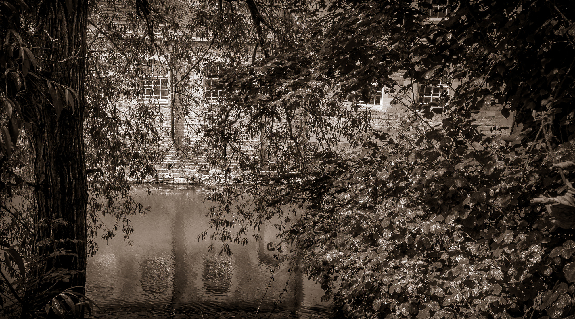 Sepia Serenity