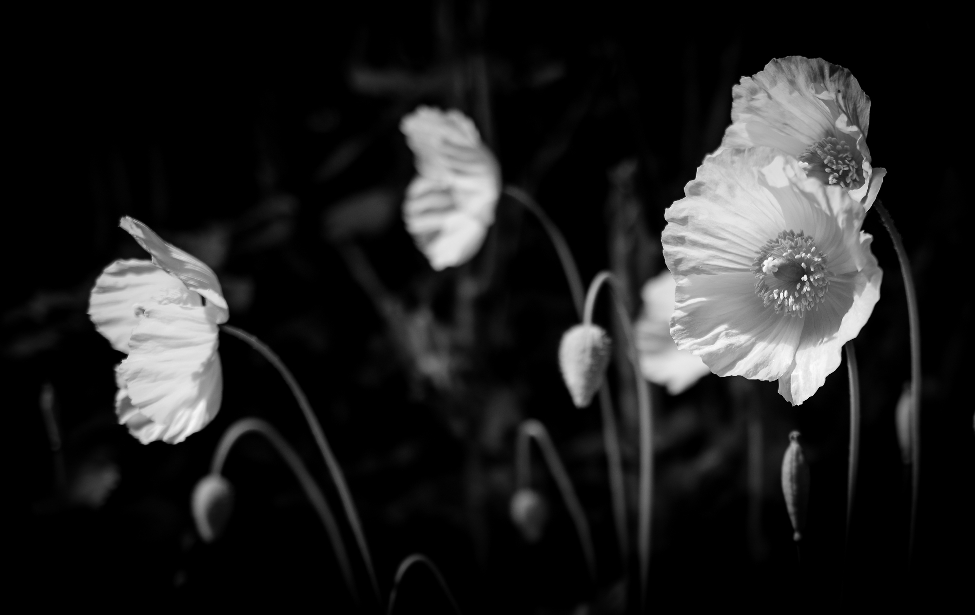 Welsh Poppy