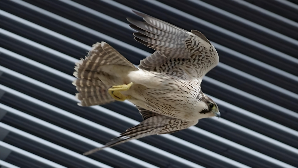 The urban Peregrine  - juxtaposition