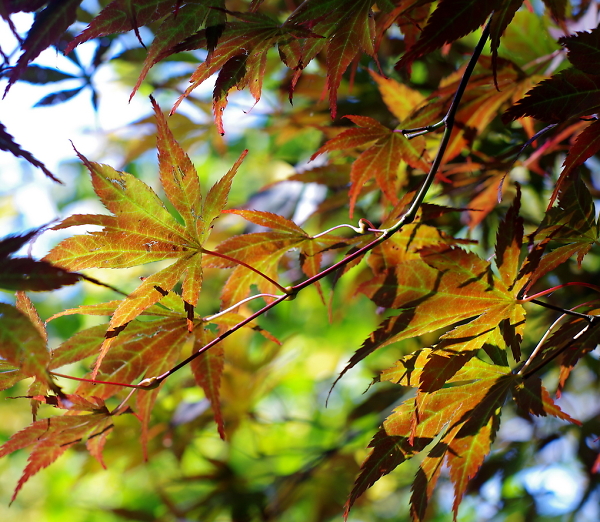 Autumn Colours