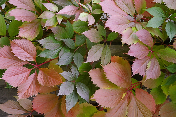 Autumn leaves