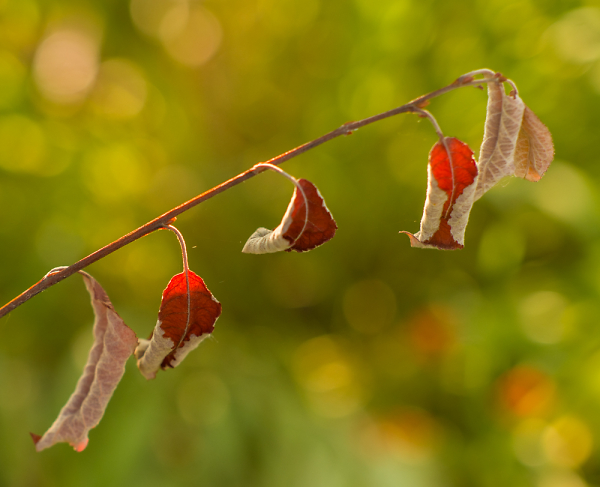 Backlit-Leafs