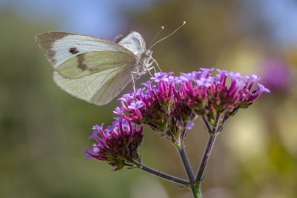 Cabbage White on Verbena