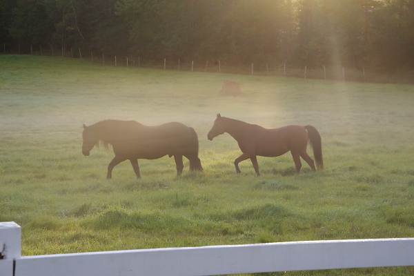 Early Morning ground fog
