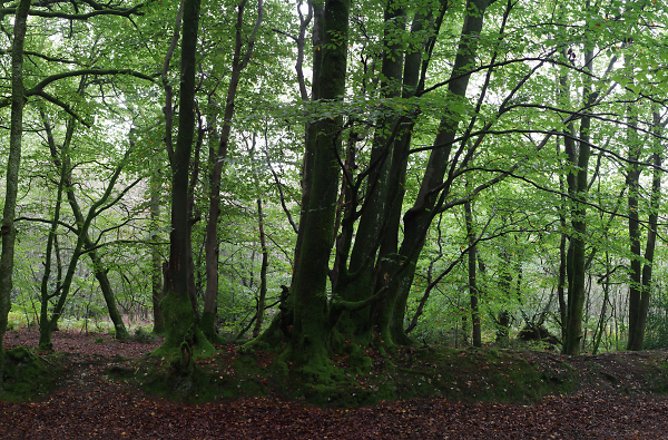 In The Woods