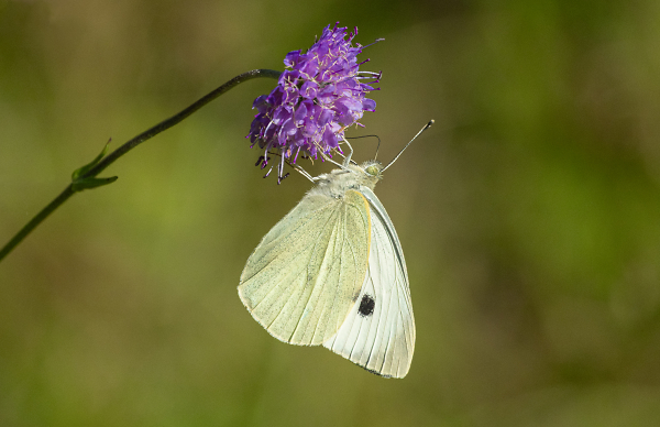 Large White on Scabious.