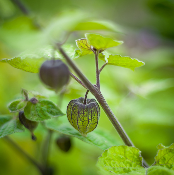 physalis peruviana