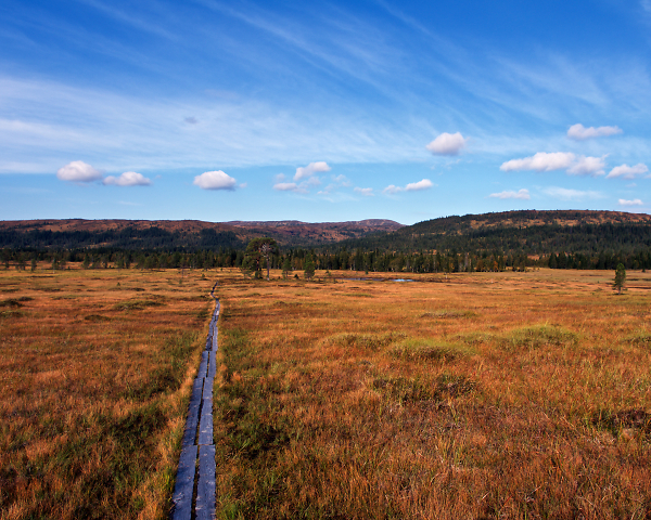 The Path