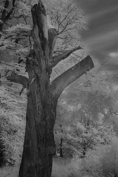 The Stump