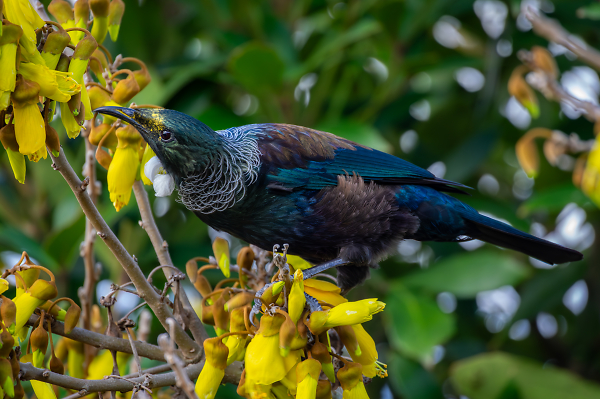 Tui in the Kowhai Tree