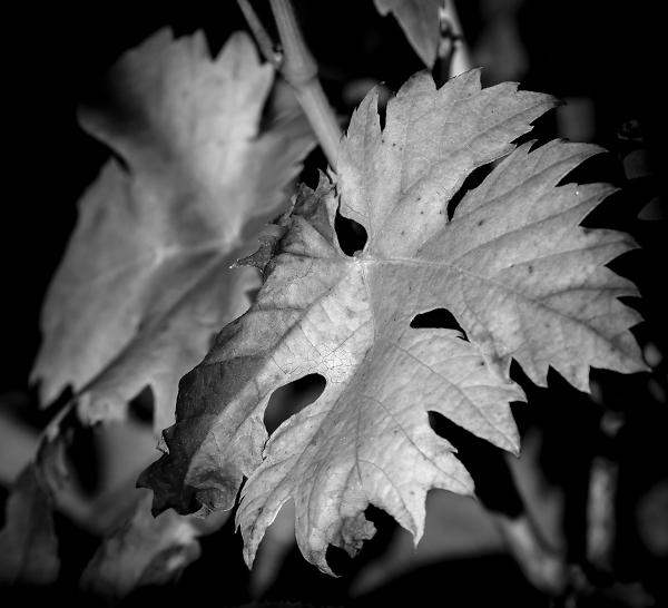 Vine Leaf