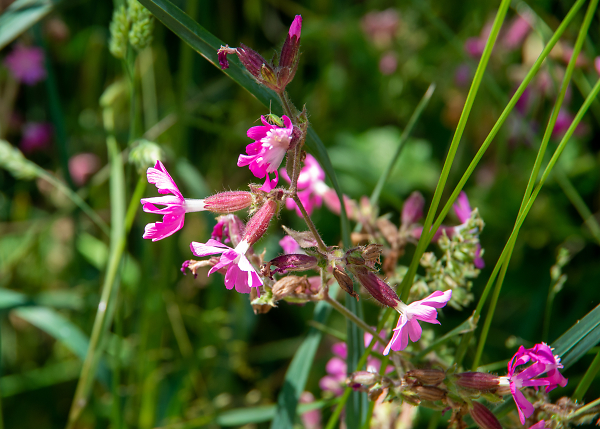 Wild and Beautiful