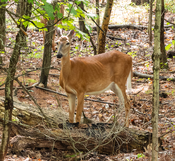 Wild White Tail Deer at Georgian Bay