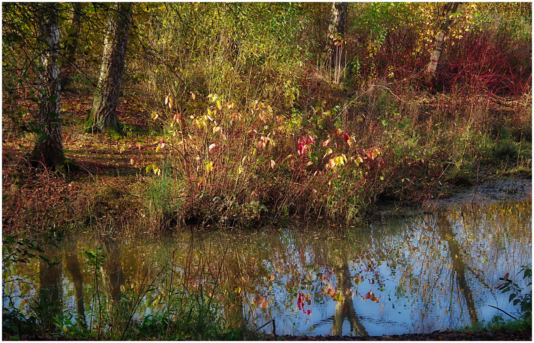 Autumnal Colours