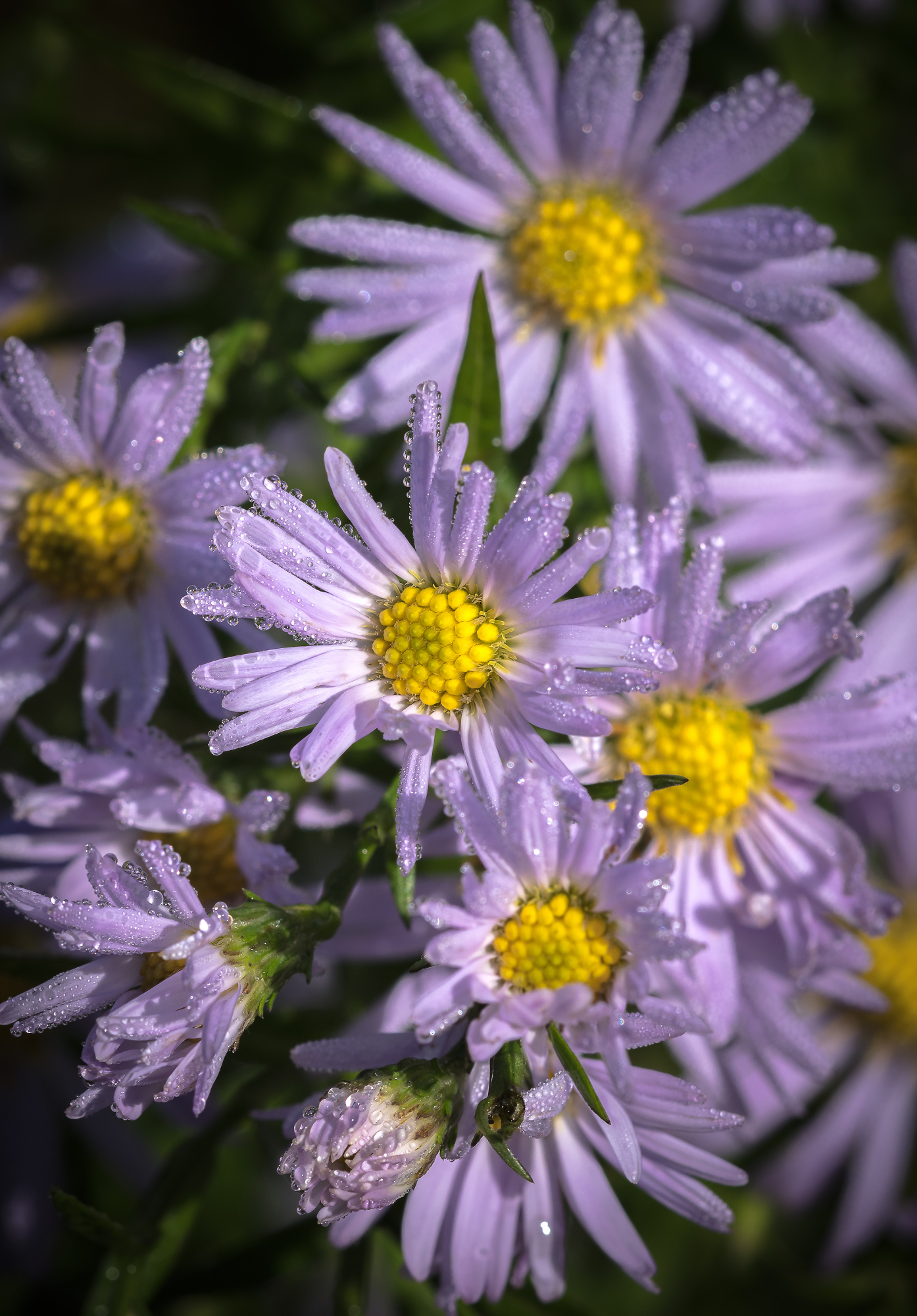 Daisy Droplets