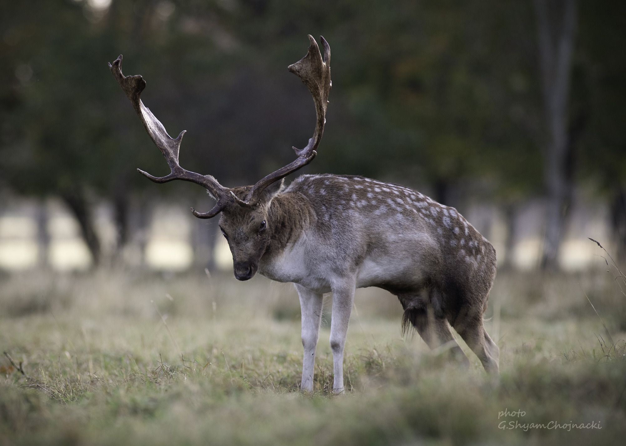 Falow Deer