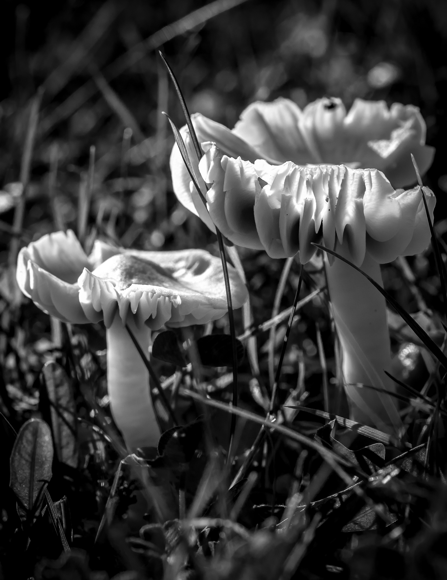 Mono Mushroom