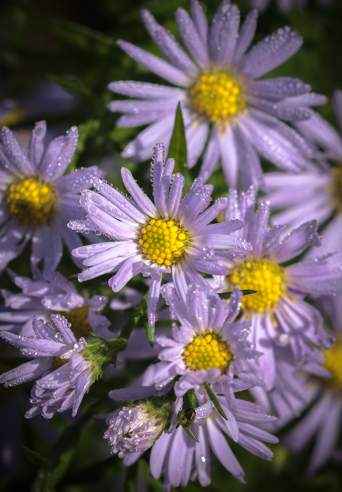 Daisy Droplets