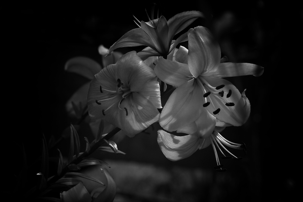 Lillies